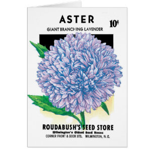 Vintage Seed Packet Art, Lila Aster-Blume