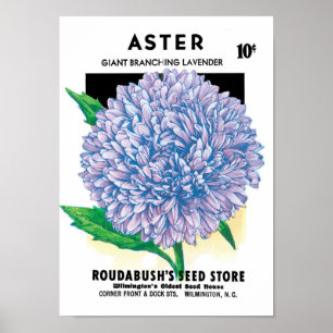 Vintage Seed Packet Art, Lila Aster-Blume Poster