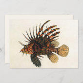 Vintage Seefische, Meeresorganismen (Vorne/Hinten)