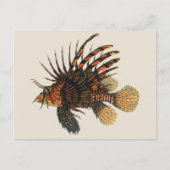 Vintage Seefische, Meeresorganismen Postkarte (Vorderseite)