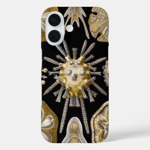 Vintage Seeigel Sanddollars von Ernst Haeckel iPhone 16 Hülle