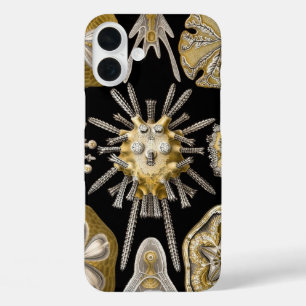 Vintage Seeigel Sanddollars von Ernst Haeckel iPhone 16 Plus Hülle