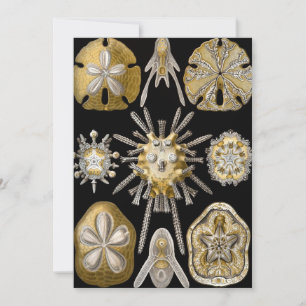 Vintage Seeigel Sanddollars von Ernst Haeckel Einladung