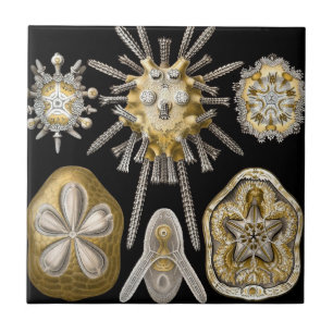 Vintage Seeigel Sanddollars von Ernst Haeckel Fliese