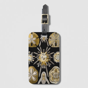 Vintage Seeigel Sanddollars von Ernst Haeckel Gepäckanhänger