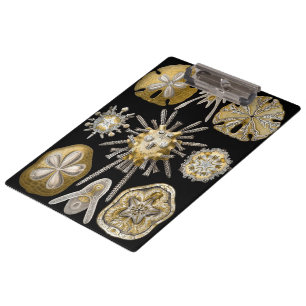 Vintage Seeigel Sanddollars von Ernst Haeckel Klemmbrett