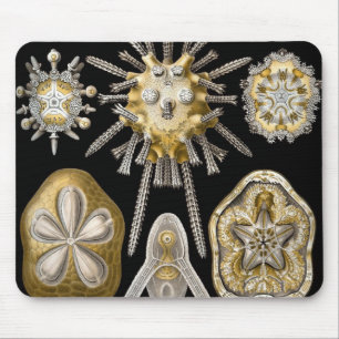 Vintage Seeigel Sanddollars von Ernst Haeckel Mousepad