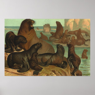 Vintage Seelöwen am Strand, Meerestiere Poster