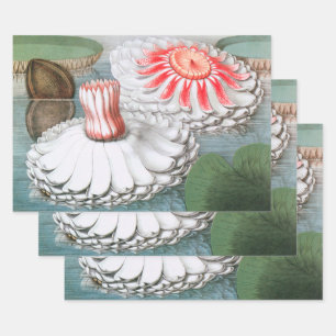 Vintage Seerosenblumen, Seerosen in einem Teich Geschenkpapier Set
