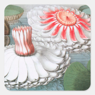 Vintage Seerosenblüten, Seerosen in einem Teich Quadratischer Aufkleber