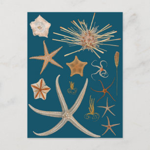 Vintage Seestern Postkarte