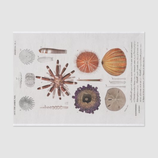 Vintage Seesterne Seidenpapier (Vorderseite)