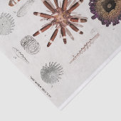 Vintage Seesterne Seidenpapier (Ausschnitt)