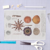 Vintage Seesterne Seidenpapier (Handwerk)