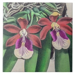 Vintage seltene bunte Orchideenblüten Fliese