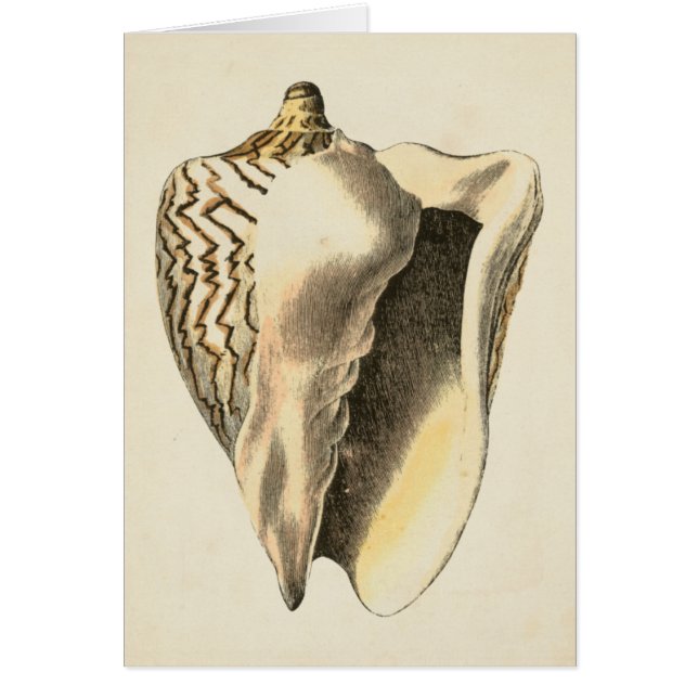 Vintage Sepia Conch-Muschel (Vorne)