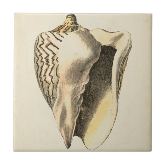 Vintage Sepia Conch-Muschel Fliese (Vorderseite)
