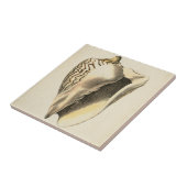 Vintage Sepia Conch-Muschel Fliese (Seite)