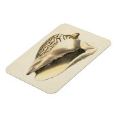 Vintage Sepia Conch-Muschel Magnet (Linke Seite)
