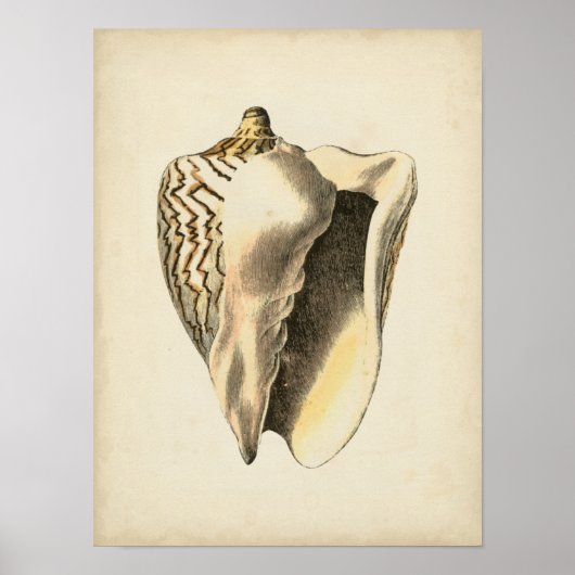 Vintage Sepia Conch-Muschel Poster (Vorne)