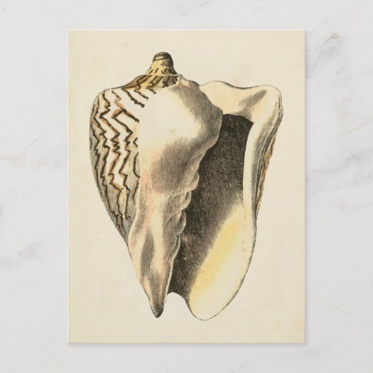 Vintage Sepia Conch-Muschel Postkarte (Vorderseite)