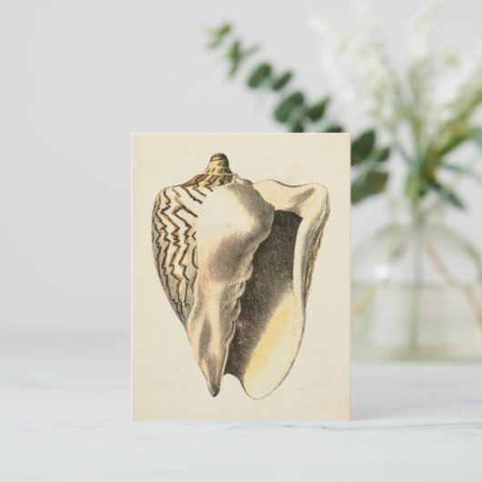 Vintage Sepia Conch-Muschel Postkarte (Stehend Vorderseite)