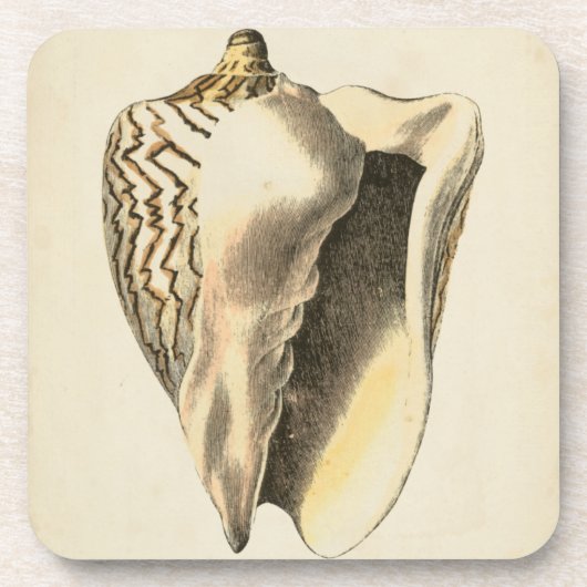 Vintage Sepia Conch-Muschel Untersetzer (Vorderseite)
