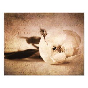 Vintage Sepia-Magnolien-Blumen-BlumenBlume Fotodruck