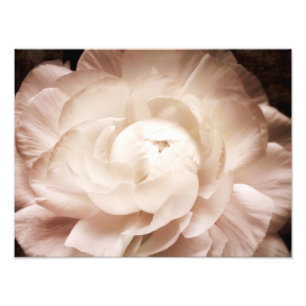 Vintage Sepia White & Cream Ranunculus Background Fotodruck