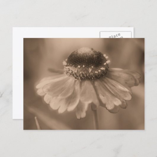 Vintage Sepia Zinnia Flower Personalized Postkarte (Vorne/Hinten)