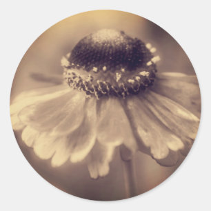 Vintage-Sepia-Zinnienblume Runder Aufkleber