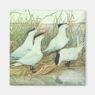 Vintage Shorebirds in Marsh von Louis Futes Magnet