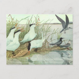 Vintage Shorebirds in Marsh von Louis Futes Postkarte