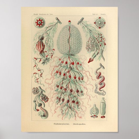 Vintage Siphonophorae Color Ernst Haeckel Print Poster (Vorne)