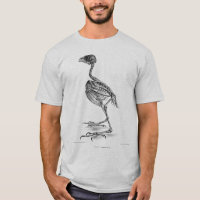 Vintage skeleton Radierung des Babyvogels