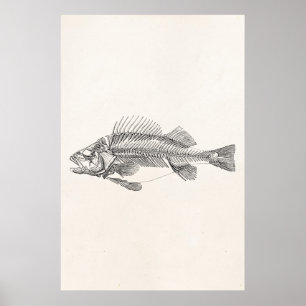 Vintage Skelett eines Flussbarsches - Fischvorlage Poster