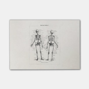 Vintage Skelett Menschliche Anatomie Knochen Schäd Post-it Klebezettel