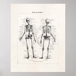Vintage-Skelett-Menschliche Anatomie Knochen Schäd Poster