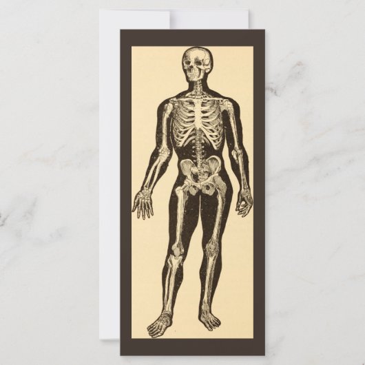 Vintage Skelettabbildungen, gereift (Vorderseite)