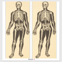 Vintage Skelettabbildungen, gereift