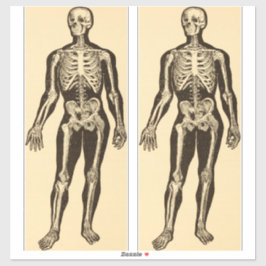 Vintage Skelettabbildungen, gereift Aufkleber