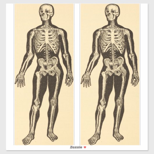 Vintage Skelettabbildungen, gereift Aufkleber (Blatt)