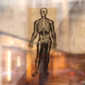 Vintage Skelettabbildungen, gereift Fensteraufkleber (Blatt 2)