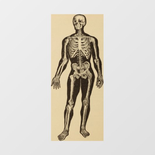 Vintage Skelettabbildungen, gereift Fensteraufkleber (Blatt)