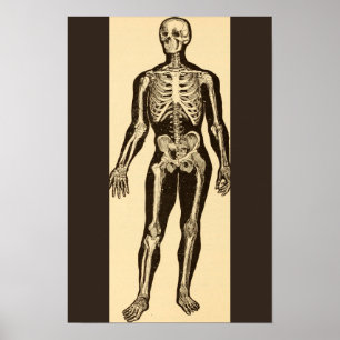 Vintage Skelettabbildungen, gereift Poster