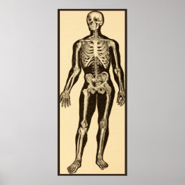 Vintage Skelettabbildungen, gereift Poster