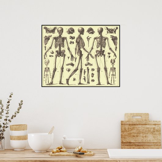 Vintage Skelettdiagramme Poster (Küche)