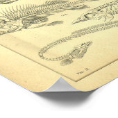 Vintage Skelette von Fischdrucken Poster (Ecke)