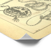 Vintage Skelette von Reptilien drucken Poster (Ecke)