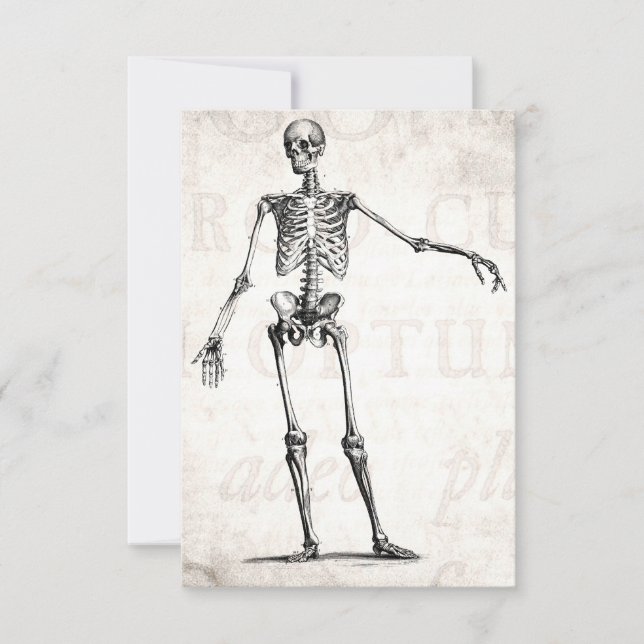 Vintage Skelettentrocknung 1800er Jahre Anatomie (Vorderseite)